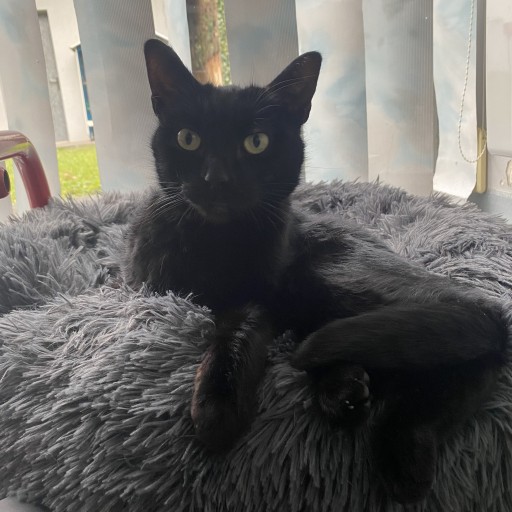 Bagheera